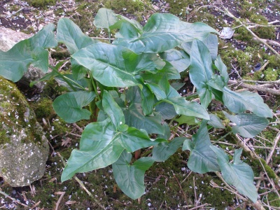 Arum italicum subsp. albispathum